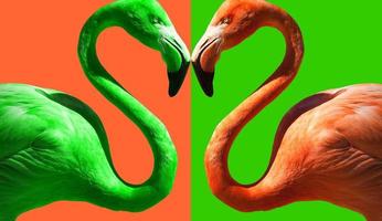 Abstract of Color Contrasting Flamingo on Green and Flamingo Pink photo