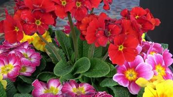 fleurs de primevère printanières fraîches et colorées video
