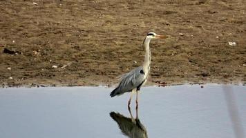 Gray heron in wilderness at a lake Ardea cinerea video