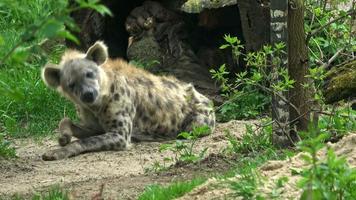 Spotted hyena sits Crocuta crocuta video