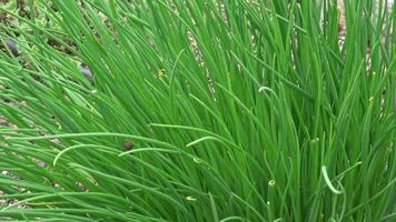 Schnittlauch oder Allium schoenoprasum blühen mit lila violetten Blüten und grünen Stielen. Schnittlauch ist ein essbares Küchenkraut. video