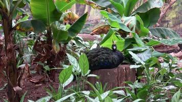 paon du congo ou paon du congo afropavo congensis mâle video