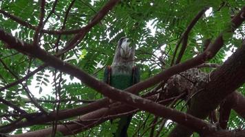 papegoja poicephalus robustus exotisk fågel Sammanträde på de träd video