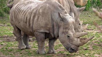 rhinocéros blanc du sud ceratotherium simum simum. espèces animales en danger critique d'extinction. video