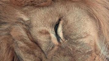 leon de barbary panthera leo leo. león dormido