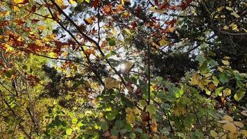 flor de la hoja del árbol y la luz del sol video