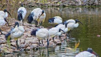 wild mooi vogel drijvend in de meer video