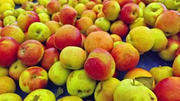Pile of Fresh New Harvest Red Apples video