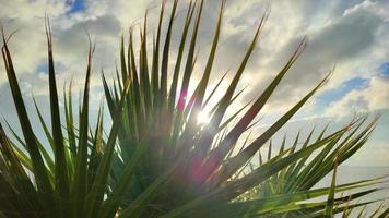 boom blad bloesem en zon licht video