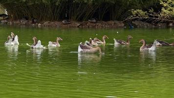 hermoso pájaro salvaje flotando en el lago video