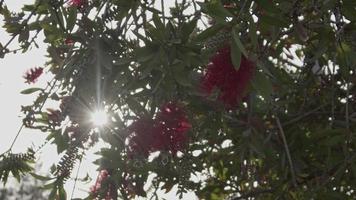 Baumblattblüte und Sonnenlicht video