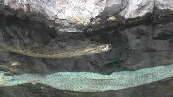 anaconda dans l'eau vieille peau de serpent tombée. video