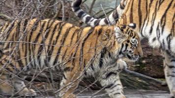 tigre de sibérie, panthera tigris altaica video