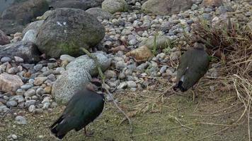 Northern lapwing, Vanellus vanellus resting. Birds standing idle and resting close to a small water puddle video