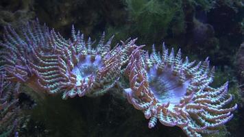 Corals in marine aquarium. Sea anemone in manmade aquarium video
