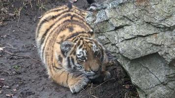 Siberian tiger, Panthera tigris altaica.Two tiger cubs video