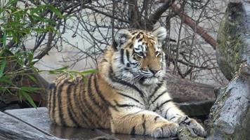 junges sibirisches tigerjunges sitzend video