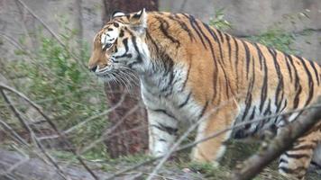Siberian tiger wildlife scene, wild cat, nature habitat. video