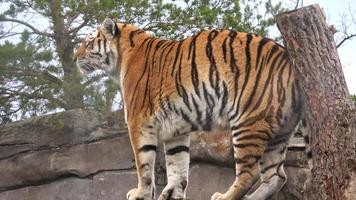 ein erwachsener sibirischer tiger steht video