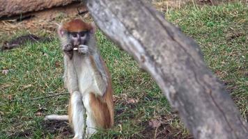 le singe patas erythrocebus patas, également connu sous le nom de singe wadi ou singe hussard video