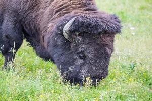 gran bisonte alimentándose en el prado. foto