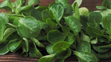 folhas de alface verde valerianella locusta. salada de milho alface fresca cordeiro na mesa de madeira rústica video