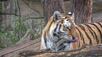 Sibirischer Tiger zu Fuß. Tiger im Naturlebensraum. video