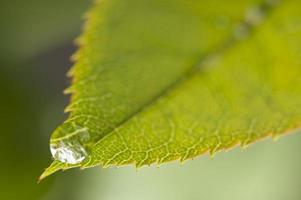 Close Up Leaf and Water Drops photo