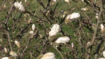 capullo de flor de magnolia a principios de primavera. el comienzo de la floración de la magnolia. árbol de magnolia a principios de primavera con capullos de flores jóvenes. video