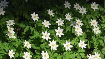 Anémone des bois, Anemone nemorosa, dans le sol forestier au printemps video