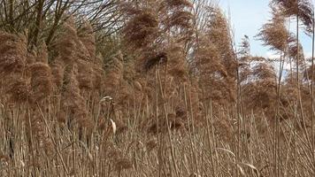 herbe sèche, tiges de roseaux phragmites soufflant au vent. video