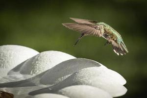 Hummingbird in Flight photo