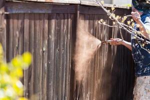 Professional Painter Spraying Yard Fence with Stain photo