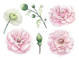 Set with pink rosebuds, hand drawn floral collection, watercolor vector
