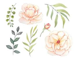 Set with green leaves and rosebuds, watercolor collection vector