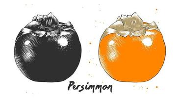 ilustración de estilo grabado vectorial para carteles, decoración, embalaje e impresión. boceto dibujado a mano de fruta de caqui en monocromo y colorido. dibujo detallado de comida vegetariana. vector