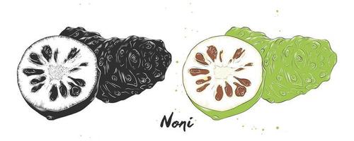 ilustración de estilo grabado vectorial para carteles, decoración, embalaje e impresión. boceto dibujado a mano de la fruta noni en monocromo y colorido. dibujo detallado de comida vegetariana. vector