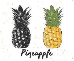 Vector engraved style illustration for posters, decoration and print. Hand drawn sketch of pineapple in monochrome and colorful. Detailed vegetarian food drawing.