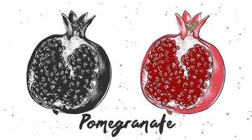 Vector engraved style illustration for posters, decoration and print. Hand drawn sketch of pomegranate in monochrome and colorful. Detailed vegetarian food drawing.
