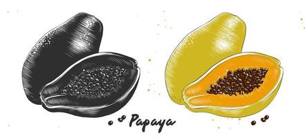 ilustración de estilo grabado vectorial para carteles, decoración e impresión. boceto de aguafuerte dibujado a mano de papaya en monocromo y colorido. dibujo detallado de linóleo de comida vegetariana. vector