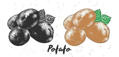 Vector engraved style illustration for posters, decoration and print. Hand drawn sketch of potato in monochrome and colorful. Detailed vegetarian food drawing.