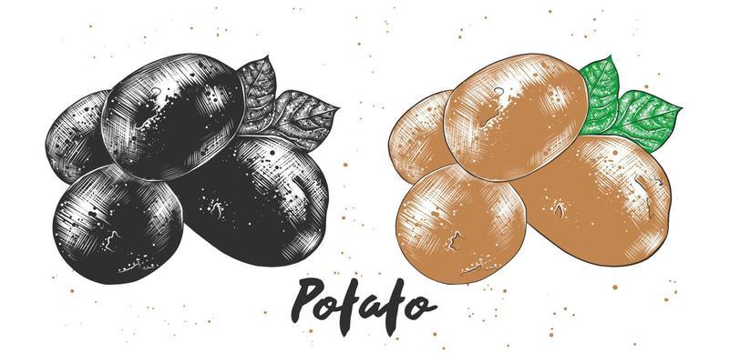 potato potatoes vegetables garden farming png download  40964096  Free  Transparent Potato png Download  CleanPNG  KissPNG