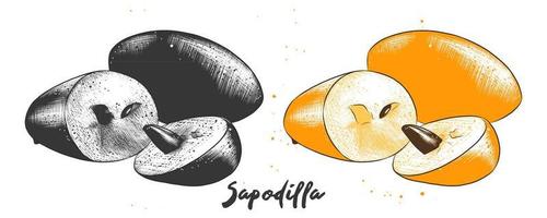 Vector engraved style illustration for posters, decoration, packaging and print. Hand drawn sketch of sapodilla fruit in monochrome and colorful. Detailed vegetarian food drawing.