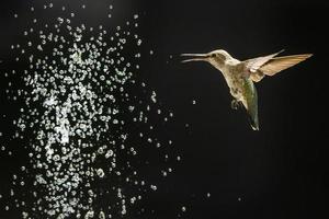 Hummingbird in Flight photo