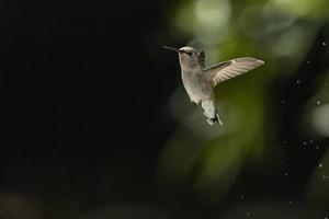 colibrí en vuelo foto