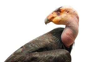 Profile of California Condor Isolated on White. photo