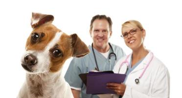 Jack Russell Terrier and Veterinarians Behind photo