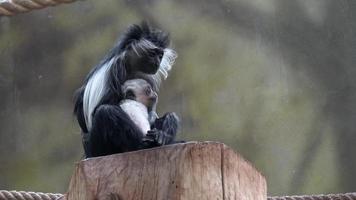 Baby guereza monkey with mother Colobus angolensis