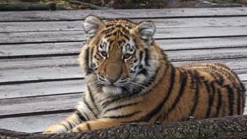 Young siberian tiger cub sitting video
