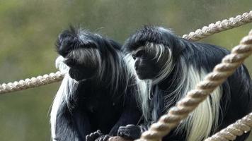 macaco colobus preto e branco abissínio video